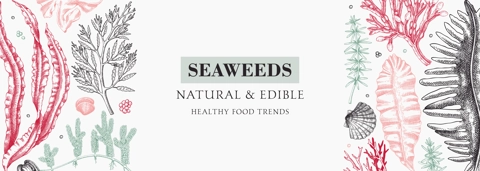 Botanical illustration of underwater algae. Edible seaweed banner design. Hand drawn food ingredients and vegetarian products frame. Sea vegetables - kelp, wakame, kombu, hijiki, Irish moss sketches